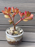 Rare Red Akai Jade Succulent Bonsai Tree - Crassula Ovata, 7-8 Inches, Bare Rooted, Indoor Outdoor Plant