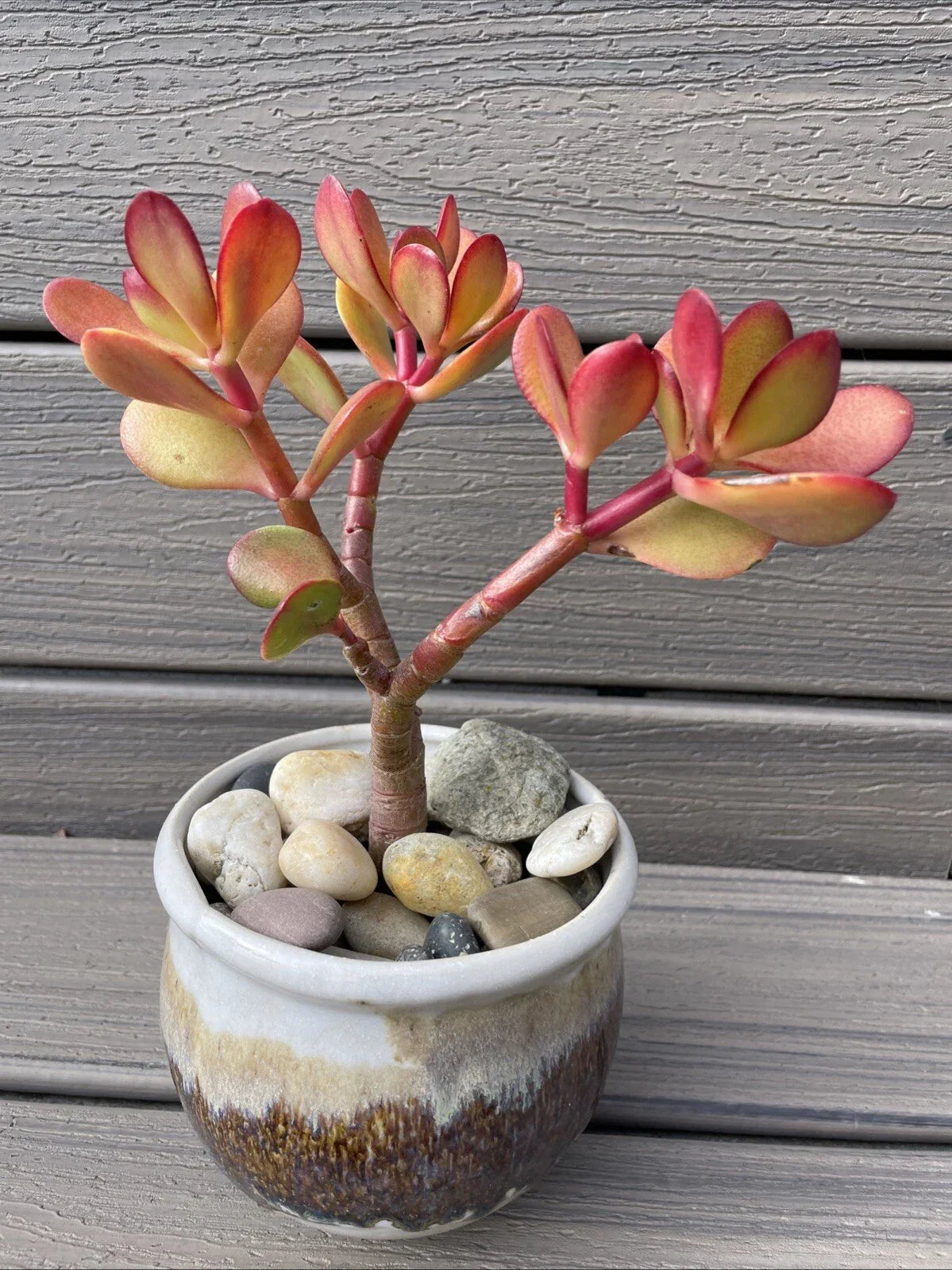 Rare Red Akai Jade Succulent Bonsai Tree - Crassula Ovata, 7-8 Inches, Bare Rooted, Indoor Outdoor Plant