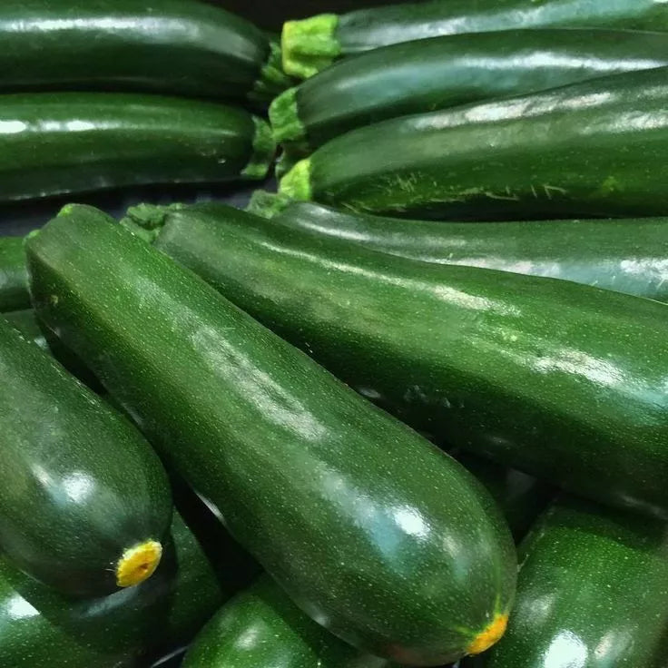 Black Beauty Zucchini Seeds 25 Pack Non-GMO Cucurbita pepo Summer Vegetable for Organic Gardening