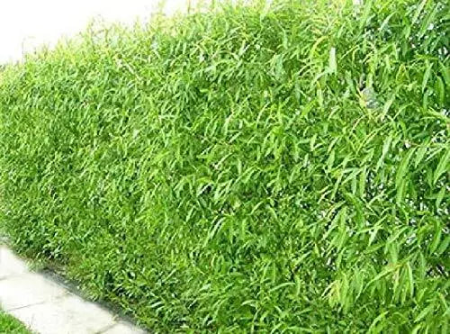 Natural Privacy Fence Starter Plants - 20 Hybrid Willow Trees Salix × sepulcralis for Screening & Privacy