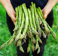 Asparagus Seeds - 200+ Heirloom Organic Mary Washington Non-GMO Gardening Seeds