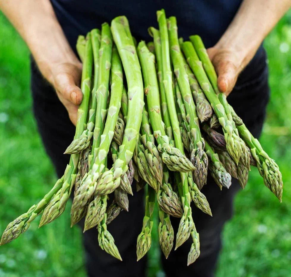 Asparagus Seeds - 200+ Heirloom Organic Mary Washington Non-GMO Gardening Seeds