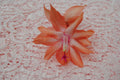 Christmas Cactus Starter Plant - Small Schlumbergera Truncata Butterfly Dusky Peach Indoor Plant