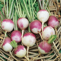 Purple Top Turnip Seeds – Organic Heirloom Brassica rapa, Non-GMO, High Yield, 5000+ Seeds for Home Gardening