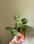 Hoya Carnosa Chelsea Rooted Cuttings - Indoor Houseplant, Trailing Vine, Easy Care Succulent, Variegated Wax Plant