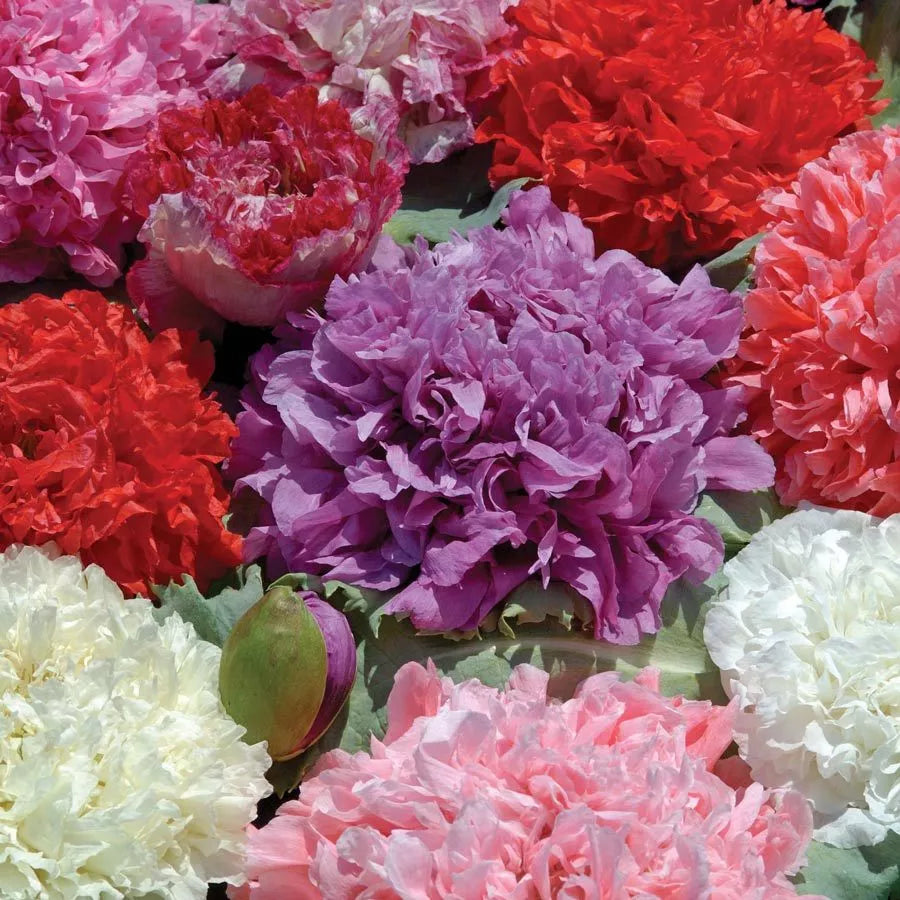 Poppy Peony Double Mixed Seeds – Vibrant Red Pink White Purple Blooms – Papaver paeoniflorum – 100 Seeds