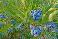 Dwarf Blueberry Plant Starter Bush - Tophat Variety Vaccinium angustifolium, Edible Fruit, Container Gardening