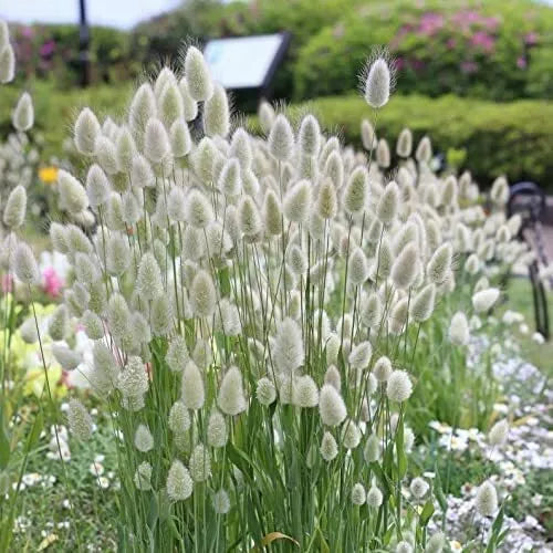 Bunny Tails Ornamental Grass Seeds - Lagurus ovatus - Drought-Tolerant, Fluffy Flower Heads, Garden Decoration, 30 Pack