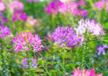 Spider Plant Seeds - 100 Count - Exotic Mixed Cleome Flowers - Easy to Grow for Garden & Indoor Planting