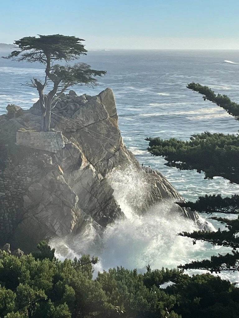 Monterey Cypress Seeds - Organic Cupressus macrocarpa Tree Seeds for Landscaping and Gardening