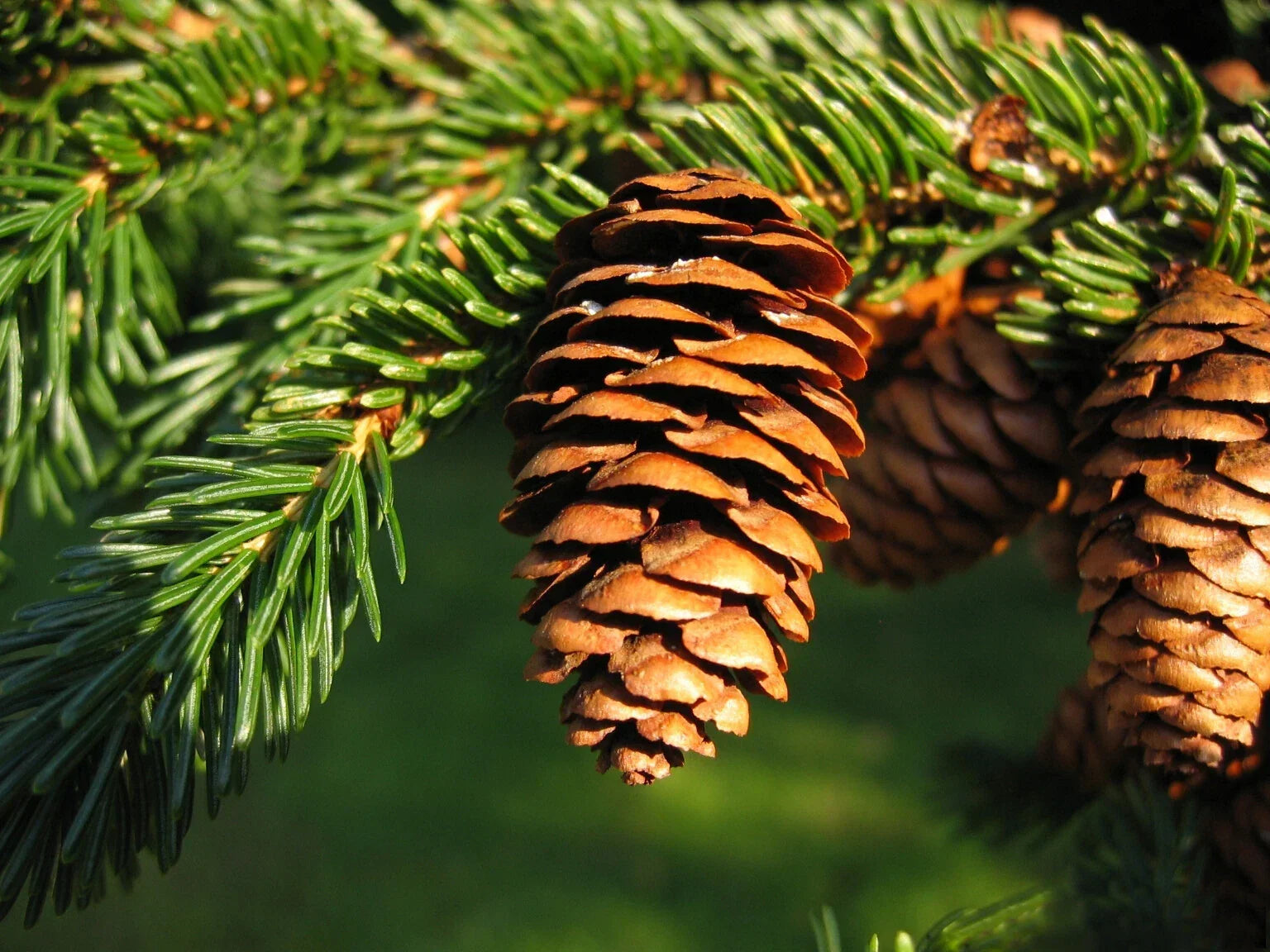 Red Spruce Seeds 50 Pack Picea rubens Evergreen Conifer for Reforestation & Landscaping
