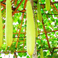 Nam Tao Ngam Long Bottle Gourd Seeds - Hybrid Calabash for 2025 Planting, Cucurbita Maxima, Vining, 50 Seeds