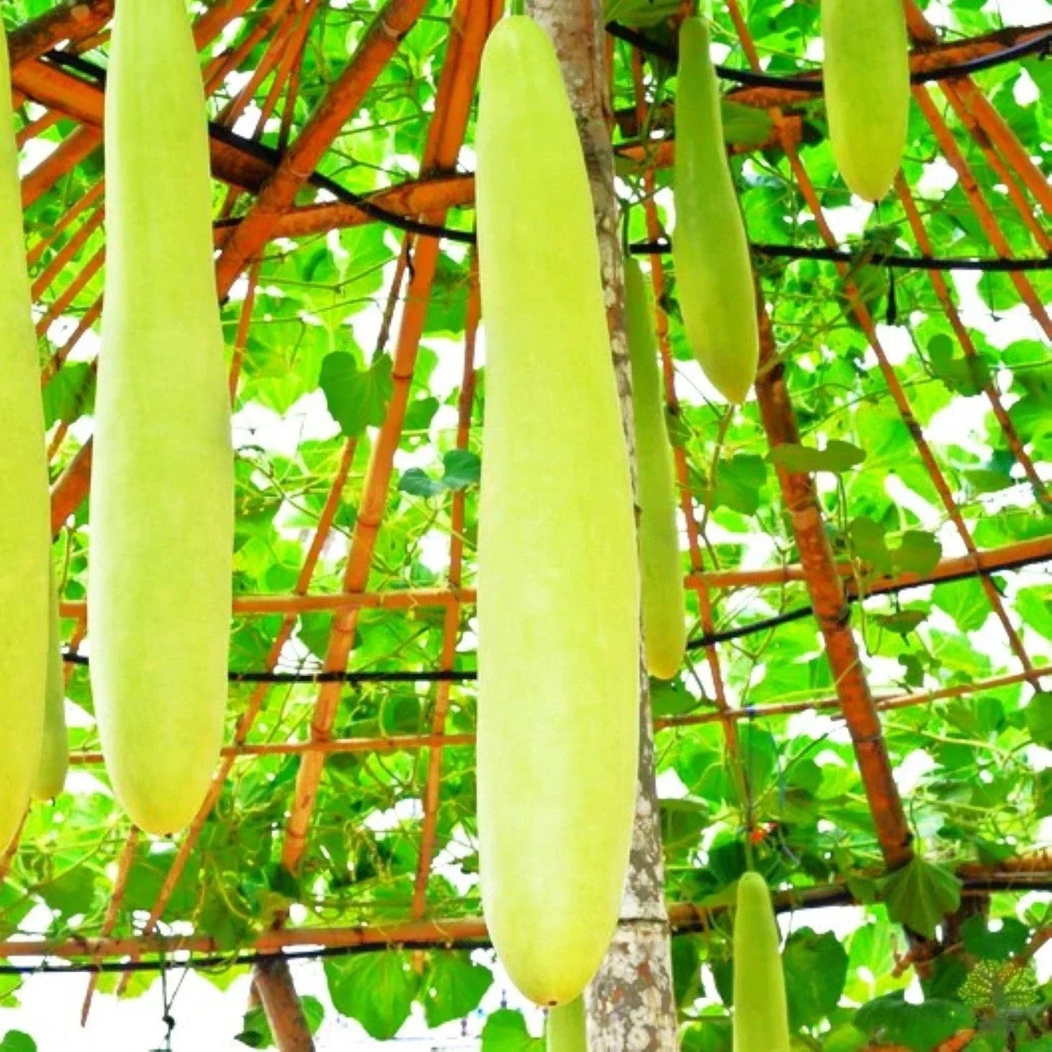 Nam Tao Ngam Long Bottle Gourd Seeds - Hybrid Calabash for 2025 Planting, Cucurbita Maxima, Vining, 50 Seeds