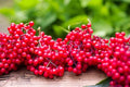 Red Elderberry Seeds - 50 Non-GMO Sambucus racemosa Planting Seeds for Garden, Deciduous Shrub, Red Berries, Wildlife Friendly