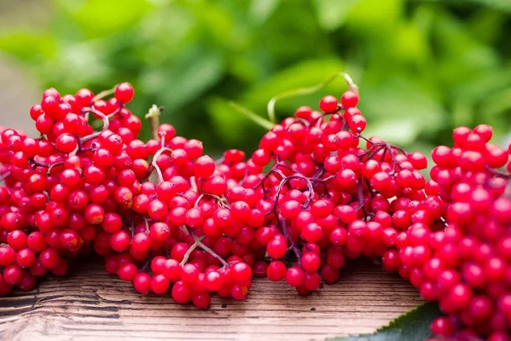 Red Elderberry Seeds - 50 Non-GMO Sambucus racemosa Planting Seeds for Garden, Deciduous Shrub, Red Berries, Wildlife Friendly