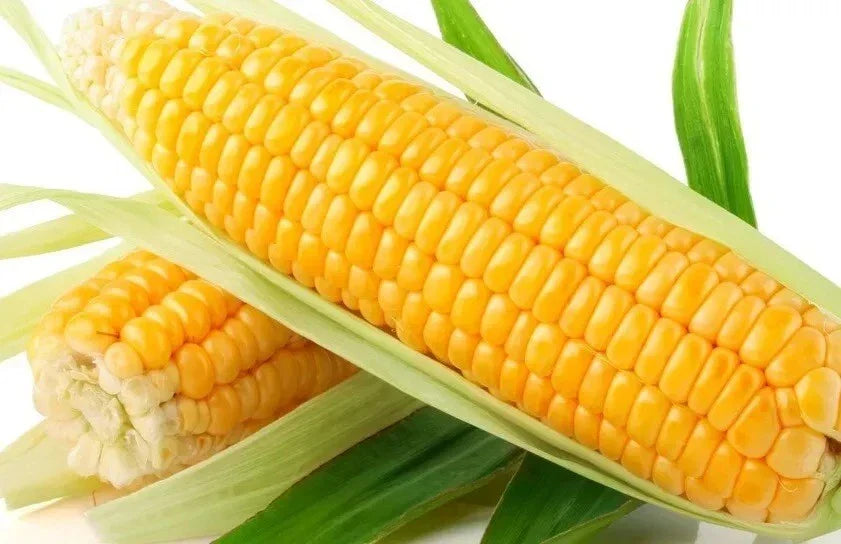 Sweet Golden Bantam Corn Seeds – Organic Heirloom Non-GMO Zea mays, 120+ Seeds for Home Garden, Delicious Sweet Corn