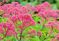 Thoroughwort Herb Seeds 1,000 Count, Eupatorium perfoliatum, Native Wildflower Seeds for Pollinator Gardens