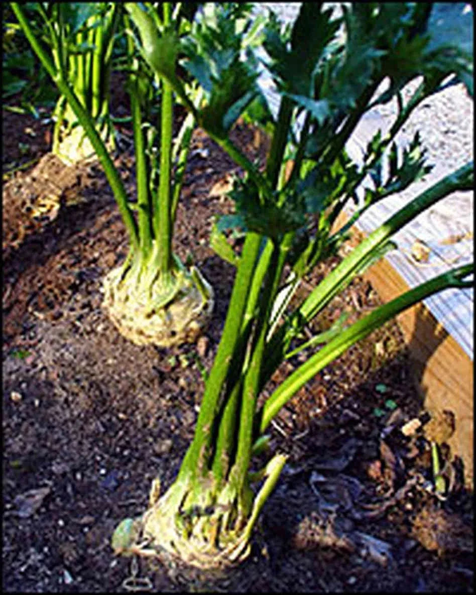 Giant Prague Celeriac Seeds - 200 Count, Apium graveolens var. rapaceum, Flavorful Roots for Home Gardening