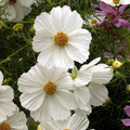 Cosmos Wildflower Seeds 1/4 lb Purity Mix - Cosmos bipinnatus Annual Flower for Gardens & Pollinators