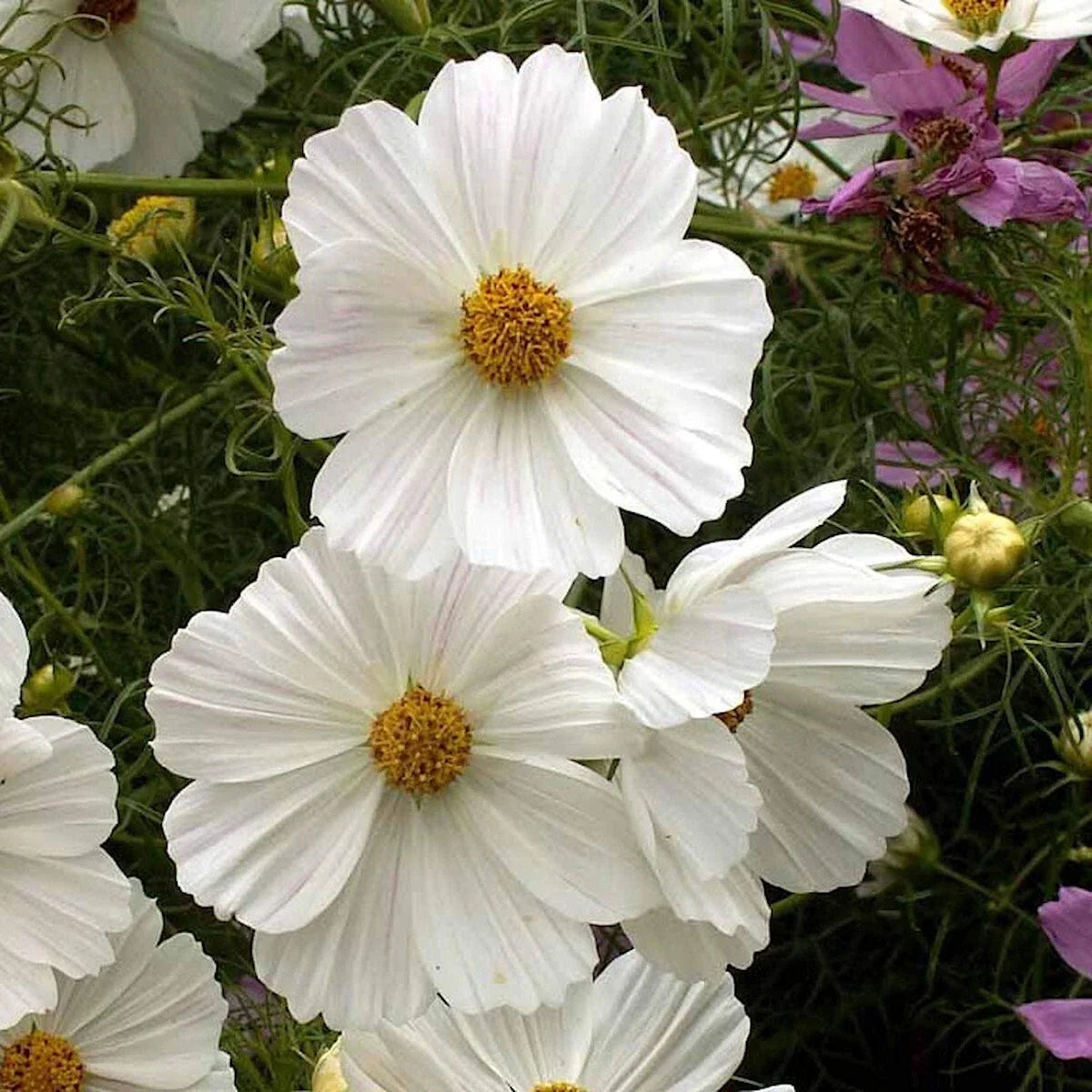 Cosmos Wildflower Seeds 1/4 lb Purity Mix - Cosmos bipinnatus Annual Flower for Gardens & Pollinators