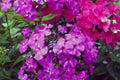 Le Mahdi Phlox Seeds - 100+ Pink White Purple Flowering Perennial Phlox paniculata for Garden Planting
