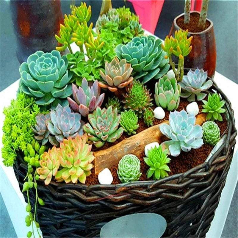 Mixed Succulent Plant Seeds - 100pcs Lithops Seeds - Drought-Tolerant Living Stones for Indoor & Outdoor Gardening
