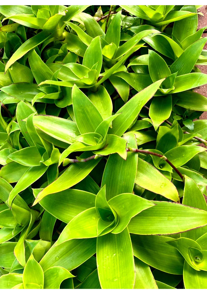 Two Basket Plant Cutting 10'' - Callisia fragrans Indoor Houseplant