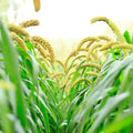 Weeping Foxtail Millet Seeds - Setaria italica Ornamental Grass for Garden, 100 Seeds