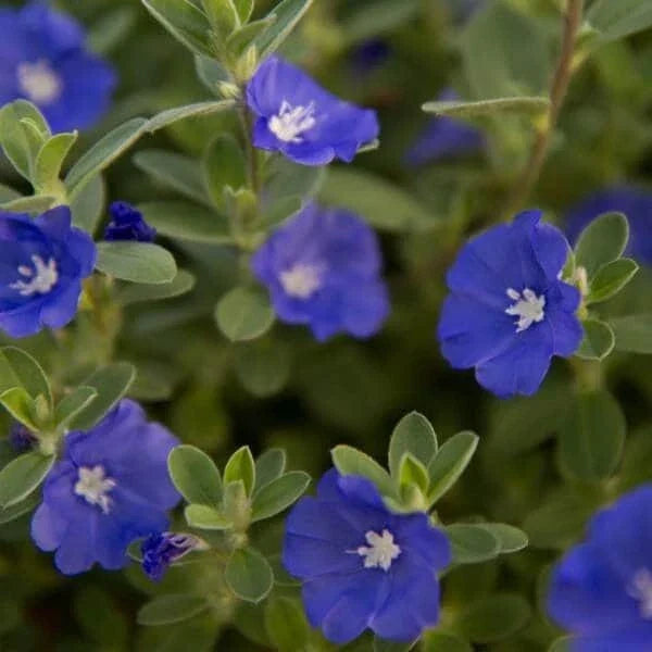 Evolvulus Blue Daze Live Plant Plug - Well-Rooted, Blue Flowers, Ground Cover, Perennial, Outdoor Garden Plant, Evolvulus glomeratus