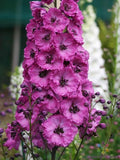 Pink Punch Delphinium Seeds - 200+ Pack for Garden Planting - Delphinium elatum - Vibrant Pink Blooms, Easy to Grow, Attracts Pollinators