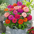 Pulcino Mix Zinnia Seeds - 100+ Colorful Flower Seeds for Garden, Borders & Cut Flowers - Zinnia elegans, USA, Free Shipping