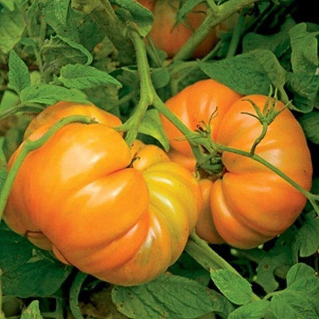 Kellogg's Breakfast Tomato Seeds 50 Ct Heirloom Non-GMO Solanum lycopersicum for Home Garden, Salad, and Sauce