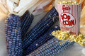 Shaman's Blue Popcorn Seeds - 30+ Heirloom Zea mays everta for Home Gardening, Blue Kernels, Non-GMO, Easy to Grow