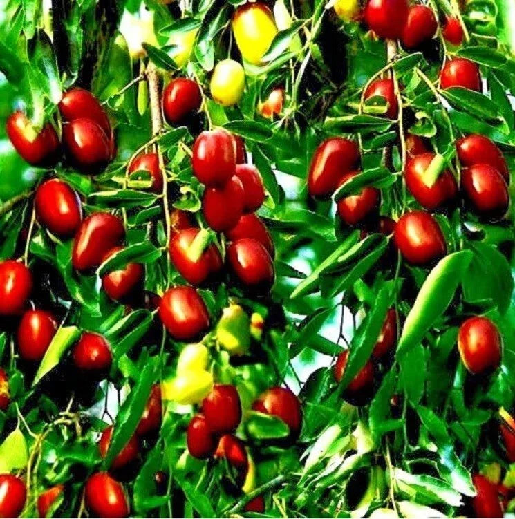 Jujube Fruit Tree Seeds Pack of 5+ | Red Chinese Date, Indian Plum | Ziziphus jujuba | Hardy, Fast Growing Superfruit