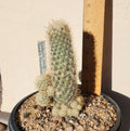 Sneed's Pincushion Cactus Live Plant - Escobaria sneedii var. sneedii - Succulent for Indoor or Outdoor Gardens
