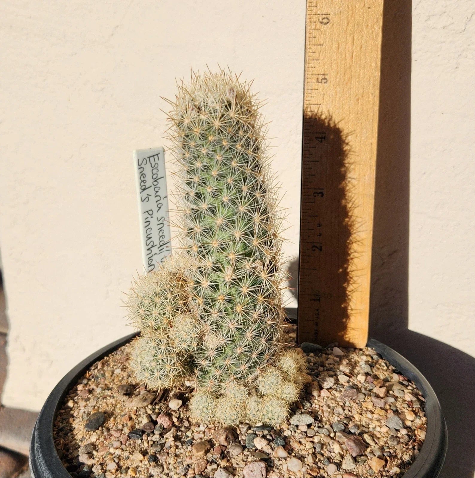 Sneed's Pincushion Cactus Live Plant - Escobaria sneedii var. sneedii - Succulent for Indoor or Outdoor Gardens