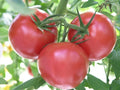 Rutgers Tomato Seeds - Non-GMO Jersey Variety, Solanum lycopersicum, 30 Seeds for Home Garden & Container Growing