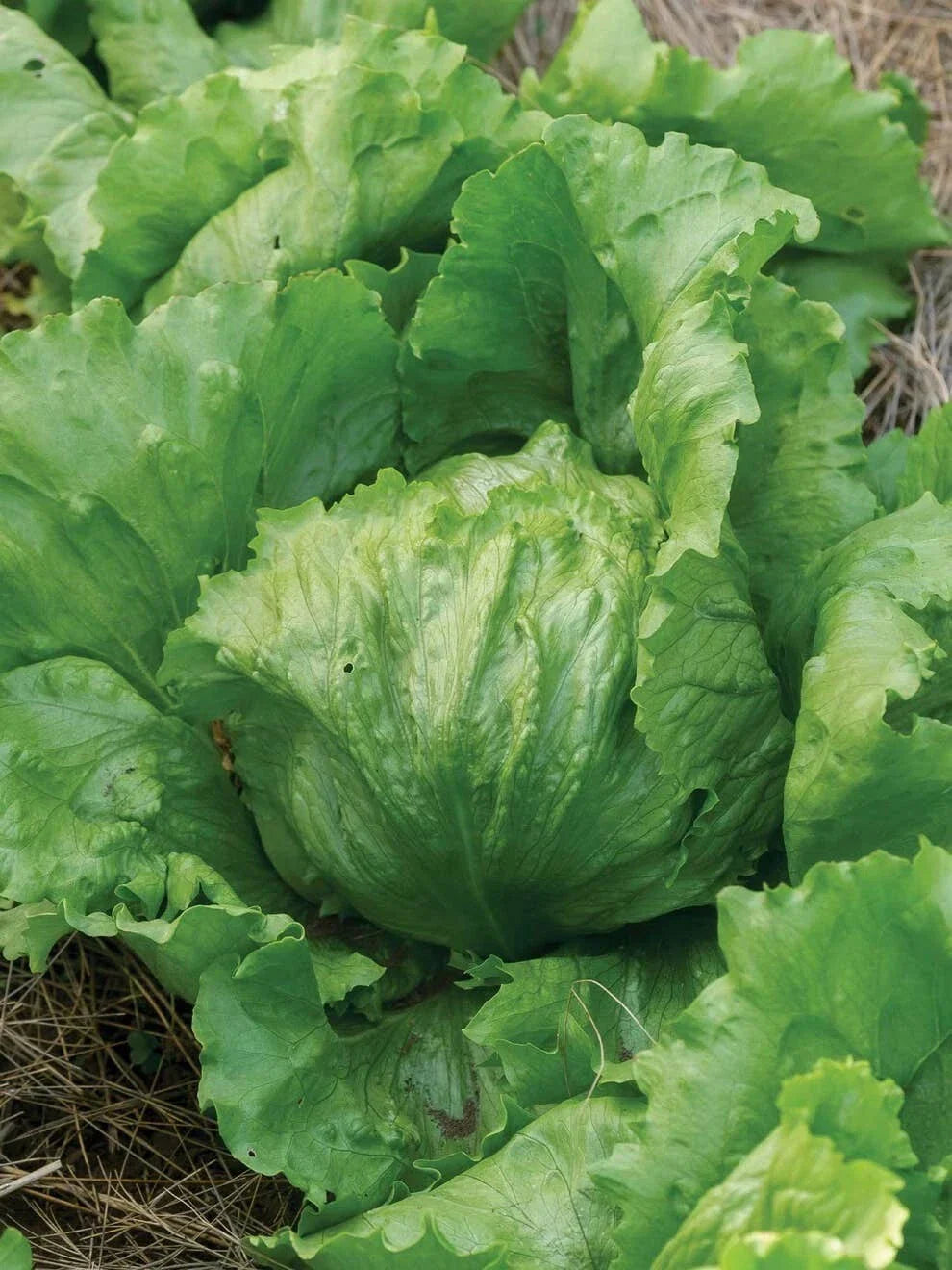 Iceberg Lettuce Seeds - Organic Non-GMO Heirloom Lactuca sativa, 250+ Seeds for Home Garden & Container Growing