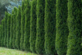 50+ Thuja occidentalis Tree Seeds for Hedge Row, White Cedar Arborvitae, Evergreen Screening, Garden Landscaping, Fast-Growing Seeds