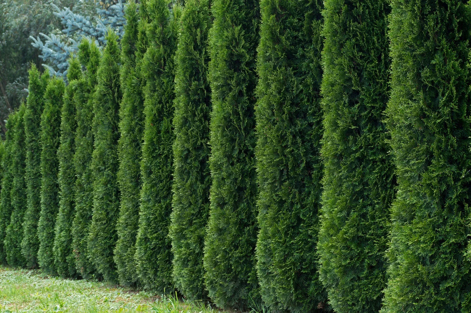 50+ Thuja occidentalis Tree Seeds for Hedge Row, White Cedar Arborvitae, Evergreen Screening, Garden Landscaping, Fast-Growing Seeds