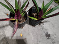 Multicolor Tradescantia Spathacea Plant - Potted Indoor Houseplant - Moses in The Cradle - Dwarf Oyster Plant - Colorful Foliage