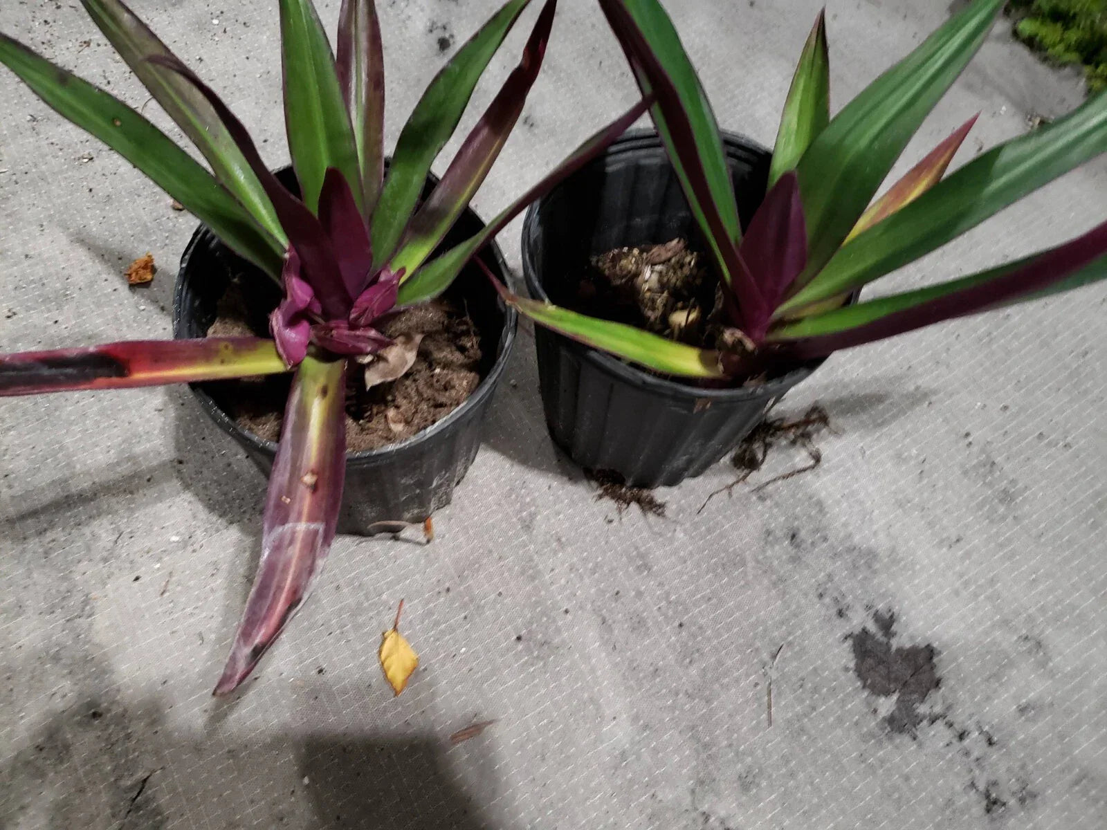 Multicolor Tradescantia Spathacea Plant - Potted Indoor Houseplant - Moses in The Cradle - Dwarf Oyster Plant - Colorful Foliage