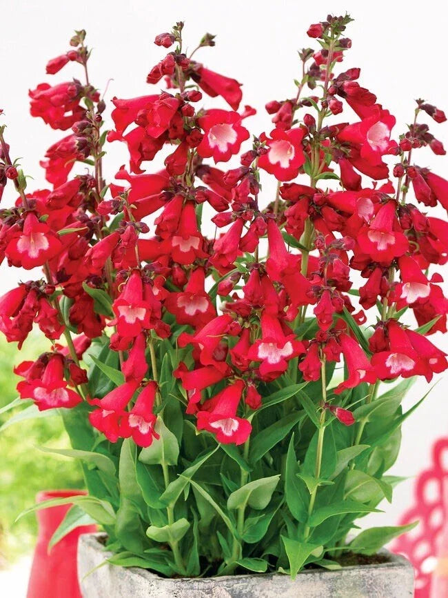 Penstemon Seeds - 250 Non-GMO Eatons Red Hummingbird Perennial Beardtongue Flowering Plants