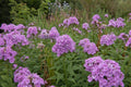 Luc's Lilac Phlox Seeds - 100+ Pack for Garden Planting - Phlox paniculata - Vibrant Lilac Blooms, Perennial, USA Grown