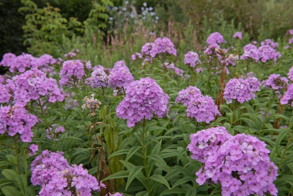 Luc's Lilac Phlox Seeds - 100+ Pack for Garden Planting - Phlox paniculata - Vibrant Lilac Blooms, Perennial, USA Grown