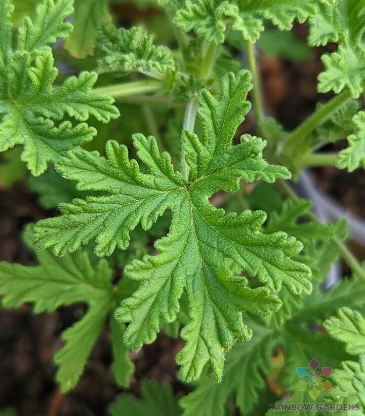 Citrosa Geranium Seeds - Mosquito Repellent Pelargonium 'Citrosum' for Garden & Pots - 25+ Seeds