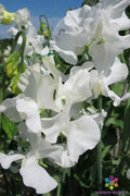 White Supreme Sweet Pea Seeds - Fragrant Climbing Flower, Lathyrus odoratus, 50 Seeds for Garden, Fences & Trellises