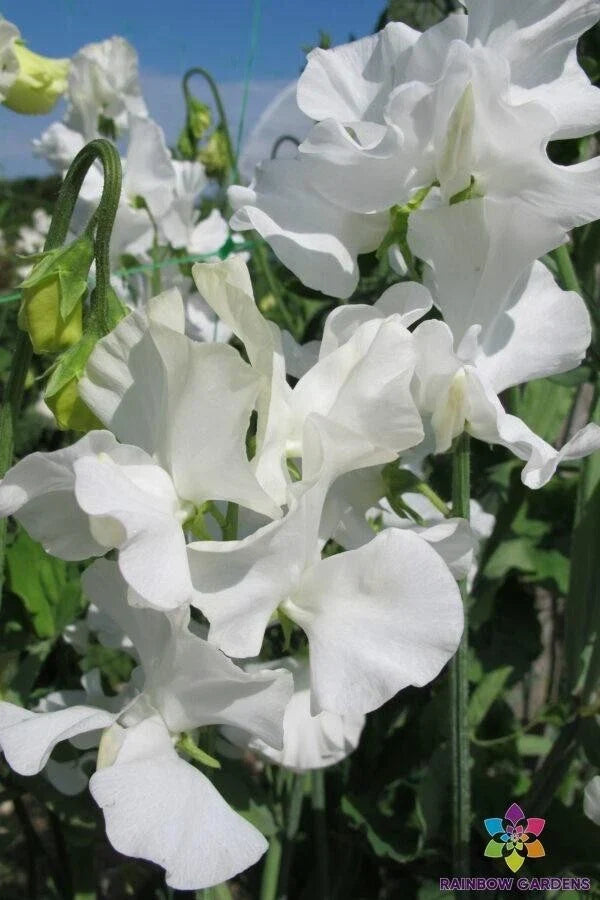 White Supreme Sweet Pea Seeds - Fragrant Climbing Flower, Lathyrus odoratus, 50 Seeds for Garden, Fences & Trellises