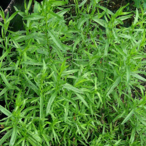 Russian Tarragon Seeds 1,500 Non-GMO Heirloom Artemisia dracunculus for Culinary Gardens