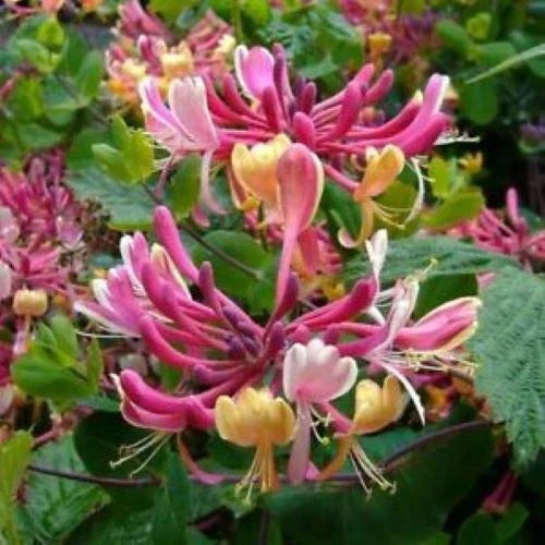 Honeysuckle Vine Plant - Rooted Starter - Candy Swirl Variety - Lonicera - Attracts Hummingbirds, Climbing Garden Vine